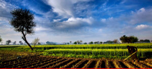 agricultural-growth-300x136 Pakistan at 78: Achievements and Challenges Since Independence