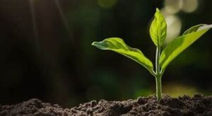 reforestation-300x164 Climate Change and Pakistan: Risks and Solutions